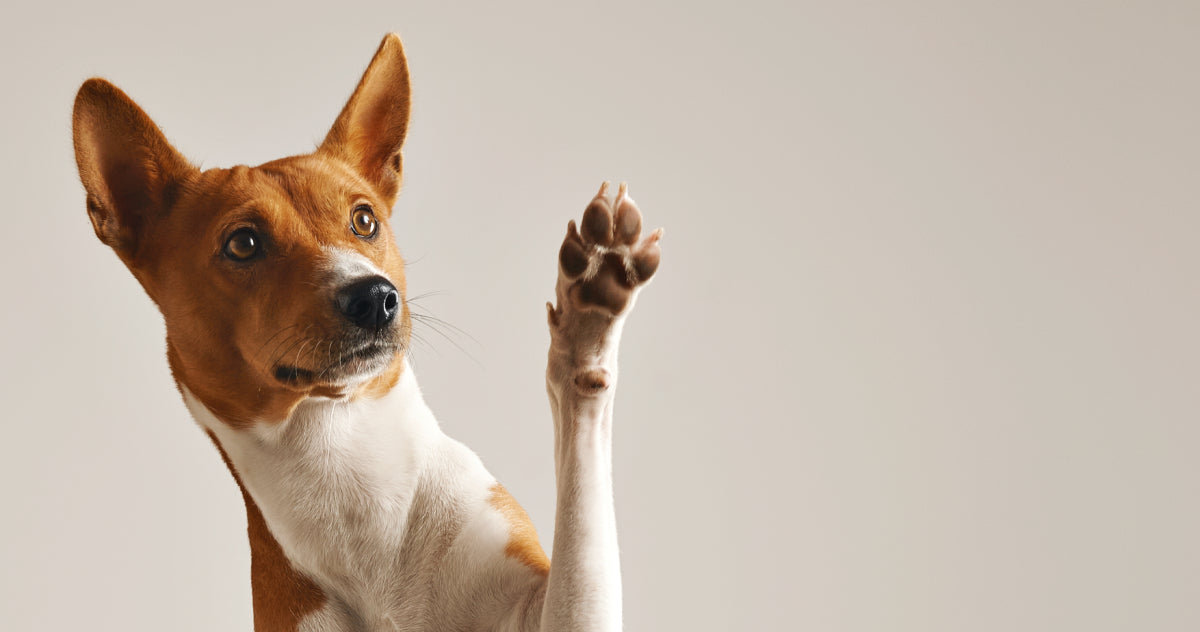 🐾 AMARPET: todo para tu mascota, 24/7 y sin salir de casa