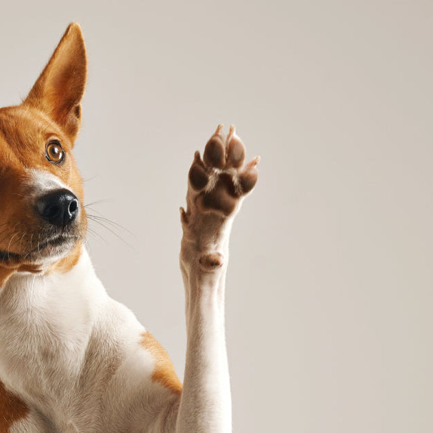 🐾 AMARPET: todo para tu mascota, 24/7 y sin salir de casa